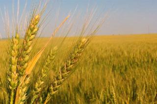 Suprafaţa cultivată a crescut : „Avem semnele unui an agricol bun“