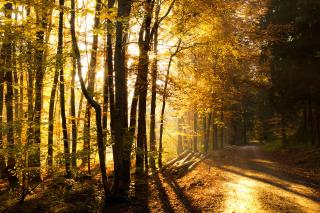 Pădurea Deliorman se extinde cu peste 150 de hectare