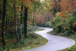 Autostrăzile și drumurile naționale vor fi mărginite de perdele forestiere