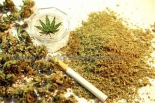 Frăția Musulmană din Egipt cultivă plante ilegale