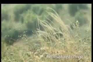 Viața Sfintei Nina, întocmai cu Apostolii, luminătoarea Georgiei
