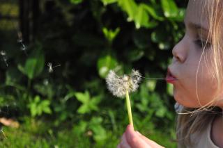 fetiță suflând floarea de păpădie