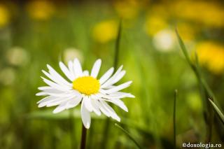 floare de câmp