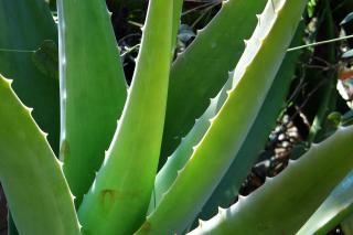 Ce puteți trata cu vin roșu de aloe vera. Varianta 2
