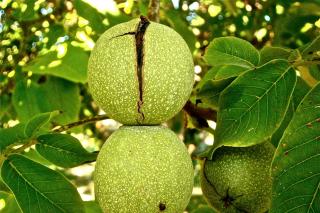 Trei metode de detoxifiere hepatică
