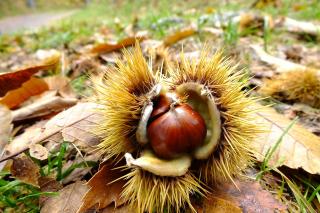 Metode naturale pentru tratarea varicelor