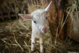 Dumnezeu săvârșește minuni chiar și cu animalele și fiarele pământului