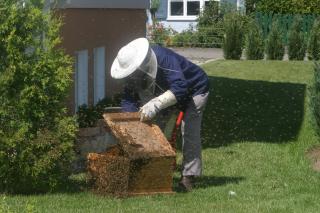 Cura cu tinctură de propolis pentru stimularea imunității