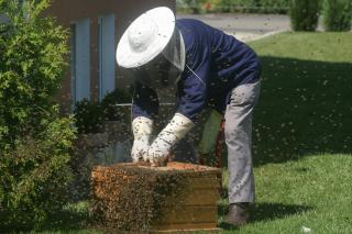 Cura cu tinctură de propolis împotriva infecțiilor urinare
