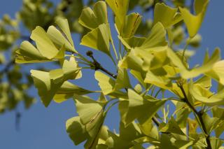 Ce puteți trata cu vin de ginkgo biloba
