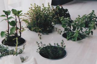 Trei plante aromatice care vă scapă de indigestie