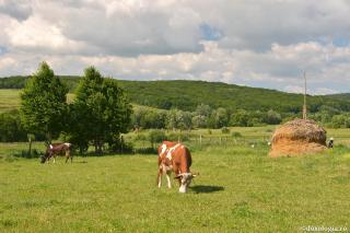 Vaca suptă de șarpe și omul supt de diavol