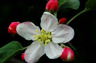 floare de cireș