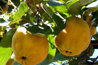 Suc natural pentru tratarea pancreatitei