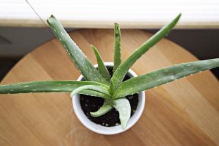 Dintre beneficiile plantelor - aloe vera