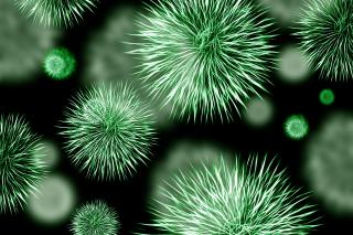 Carvacrolul din oregano poate elimina infecţiile gastrointestinale de origine virală