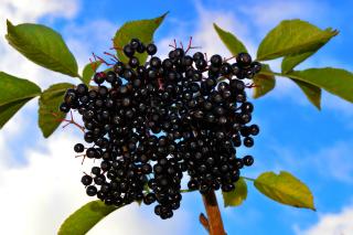 Dintre beneficiile fructelor de aronia