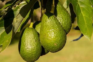Beneficiile consumului de avocado