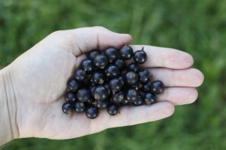 Cinci remedii naturale pentru faringită
