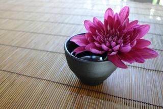 Crizantema ca floare de leac
