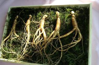Cura cu ginseng pentru imunitate