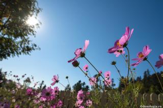 cosmos