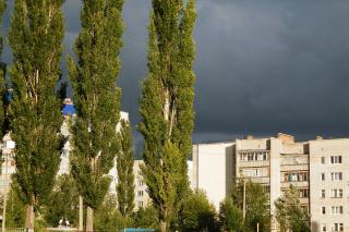 Remedii din muguri pentru bolile de ficat