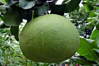 Ce beneficii aduce pomelo pentru sănătate