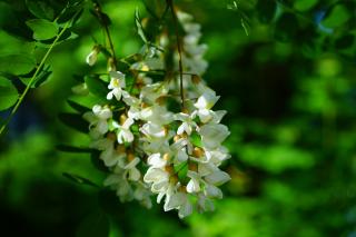 5 remedii naturale pentru tuse