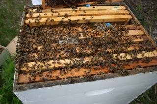 Siropul de propolis - preparare și administrare