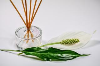 Uleiul esențial de copaiba - cel mai puternic antiinflamator