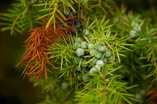 Ce puteți trata cu ceai de ienupăr