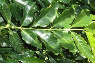Beneficiile extractului de cafea verde