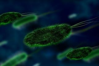 Tratament naturist pentru infecția cu Helicobacter Pylori