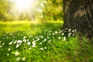 Lumina naturală vă poate scăpa de hipertensiune