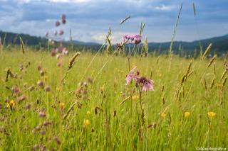 Înaintea sfinţeniei, chiar şi natura se înclină