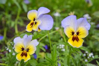 Cere pacea sufletului