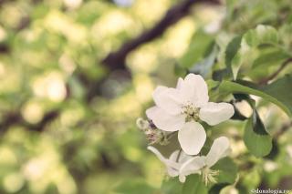 flori de măr
