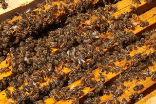 Ce putem trata cu tinctură de propolis pe cale externă