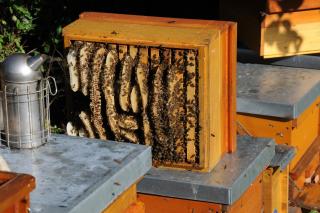 Ce putem trata cu tinctură de propolis pe cale internă