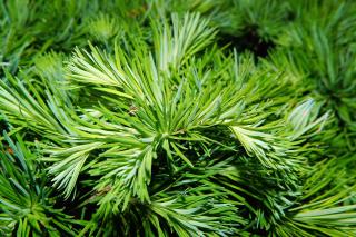 Remediu natural pentru revigorarea organismului
