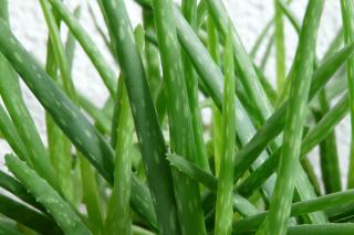Tratați bronșita cu sirop de aloe vera