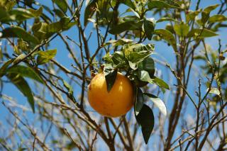 Ce puteți trata cu vin de grapefruit