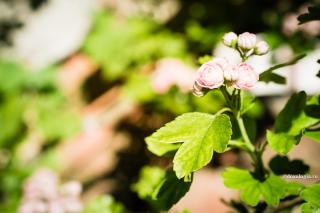 floare