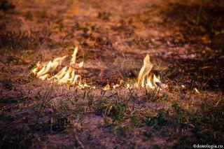 foc