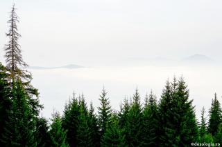 O căprioară în paradisul pierdut - Mărturisire a Sfântului Iustin Popovici (4)