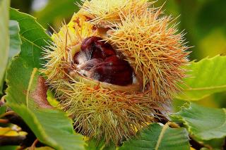 Cataplasmele din castane zdrobite vindecă degerăturile
