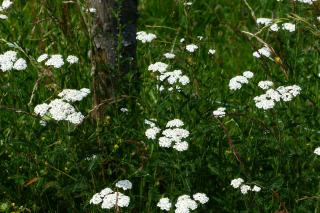 Coada şoricelului, un ajutor de nădejde contra reumatismului