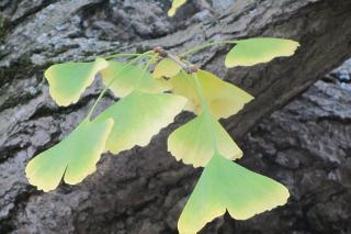 Preparatele din ginkgo biloba ajută la îmbunătăţirea memoriei