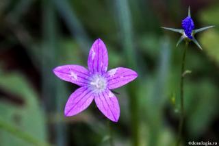 floare mov